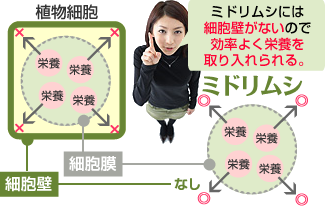 バイオザイ,ユーグレナ,みどりむし,東京大学産,正規品